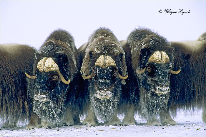 Muskox 101 by Dr. Wayne Lynch &copy;